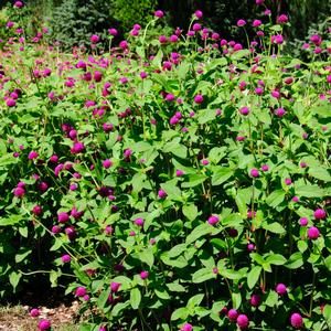 Gomphrena globosa 'Ping Pong Purple'