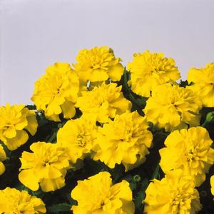 Tagetes patula 'Yellow'