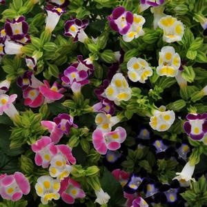 Torenia fournieri 'Kauai Mix'