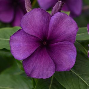 Catharanthus roseus 'Blueberry'