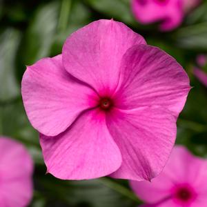 Catharanthus roseus 'Cascade Lilac'