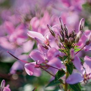 Cleome 'Senorita Rosalita'