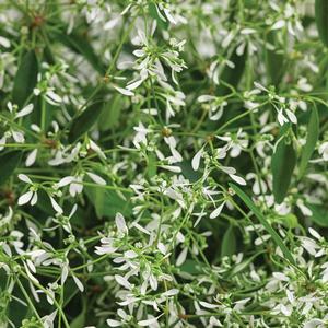 Euphorbia hypericifolia 'Diamond Mountain'