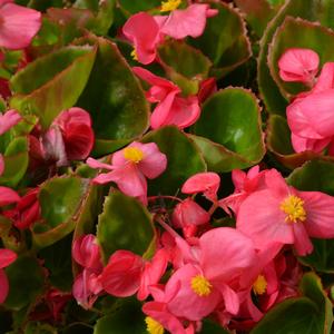 Begonia semperflorens 'Rose'