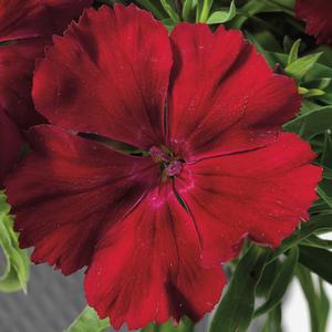 Dianthus chinensis 'Crimson'