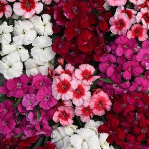 Dianthus chinensis 'Mix'