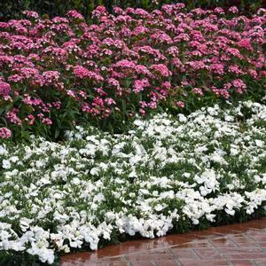 Dianthus chinensis 'White'