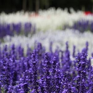 Salvia farinacea 'Victoria Blue'