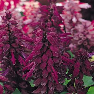 Salvia splendens 'Purple'