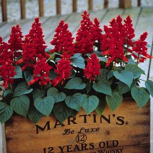 Salvia splendens 'Red'