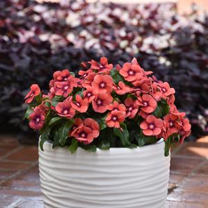 Catharanthus roseus 'Tangerine'