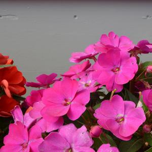 Impatiens hawkerii 'Violet'