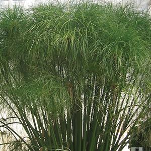 Cyperus papyrus 'King Tut'