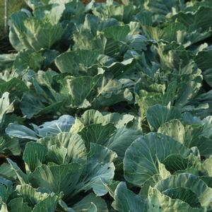 Brassica 'Early Jersey Wakefield'