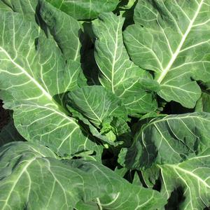 Brassica 'Vates'