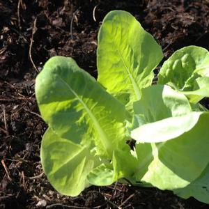 Lactuca sativa 'Buttercrunch'