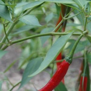 Capsicum annuum 'Cayenne Long Thin'