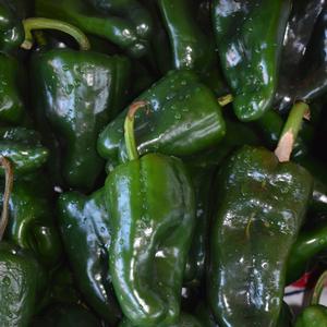 Capsicum annuum 'Poblano'