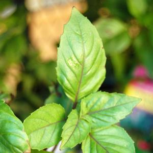 Ocimum basilicum 'Cinnamon'