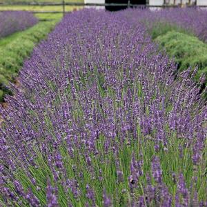 Lavandula angustifolium 'Phenomenal'