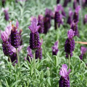 Lavandula stoechas 'Lavender'