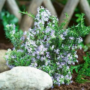 Rosmarinus officinalis 'Tuscan Blue'