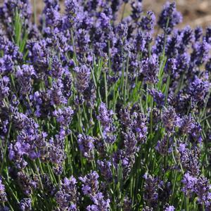 Lavandula angustifolia 'SuperBlue'