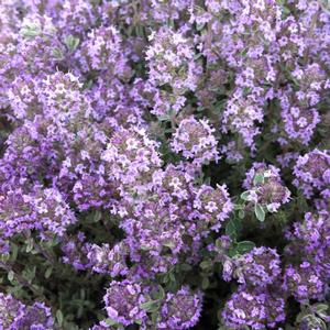 Thymus x citrodorus 'Argenteus'