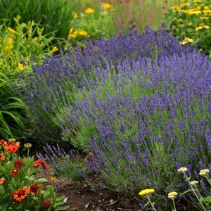 Lavandula angustifolia 'Hidcote'