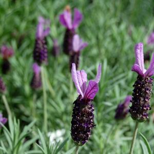 Lavandula stoechas 'Otto Quast'