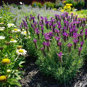 Lavandula stoechas 'Primavera'