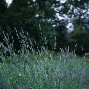 Lavandula x intermedia 'Provence'