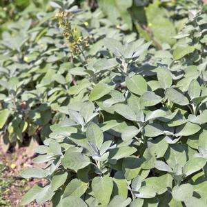 Salvia officinalis 'Berggarten'