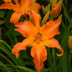 Hemerocallis 'Primal Scream'