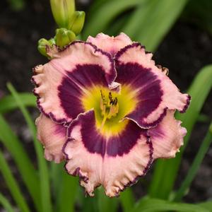 Hemerocallis 'Sound of My Heart'