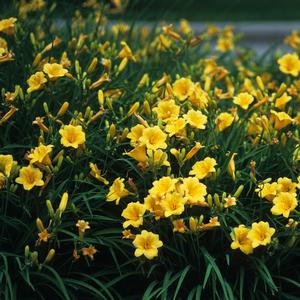 Hemerocallis 'Stella d' Oro'