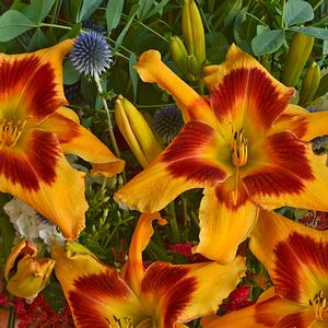 Hemerocallis 'Tiger Swirl'