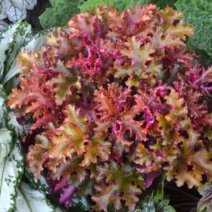 Heuchera 'Zipper'