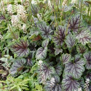 Heuchera americana 'Green Spice'