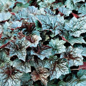 Heuchera americana 'Palace Purple'