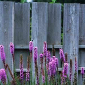 Liatris spicata 