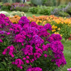 Phlox paniculata 'Ultraviolet'