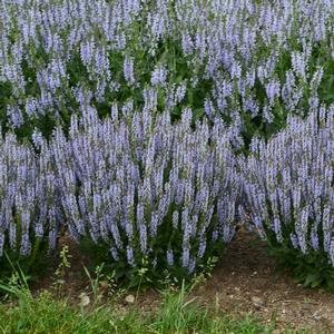 Salvia nemorosa 'Perfect Profusion'