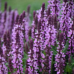 Salvia nemorosa 'Pink Profusion'