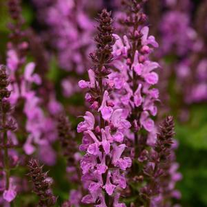 Salvia nemorosa 'Rose Marvel'