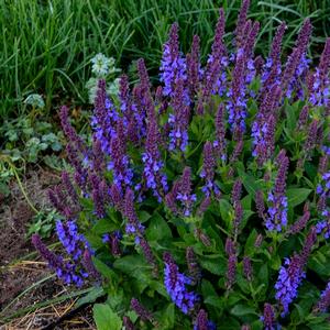 Salvia nemorosa 'Violet Profusion'