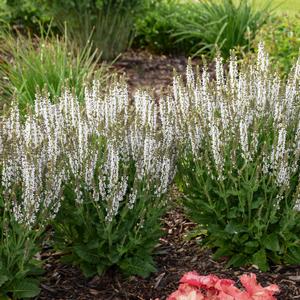 Salvia nemorosa 'White Profusion'