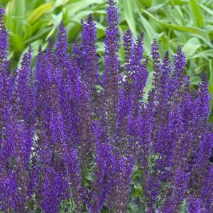 Salvia x sylvestris 'May Night'