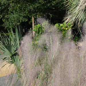 Muhlenbergia 'Pink Flamengo'