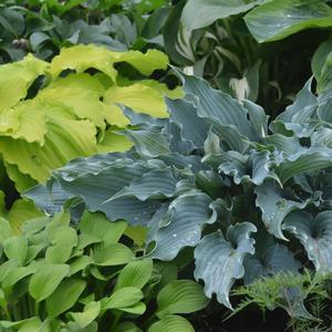 Hosta 'Waterslide'